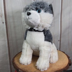 A husky that is 14 inches tall while sitting with sparkle blue eyes wearing a collar