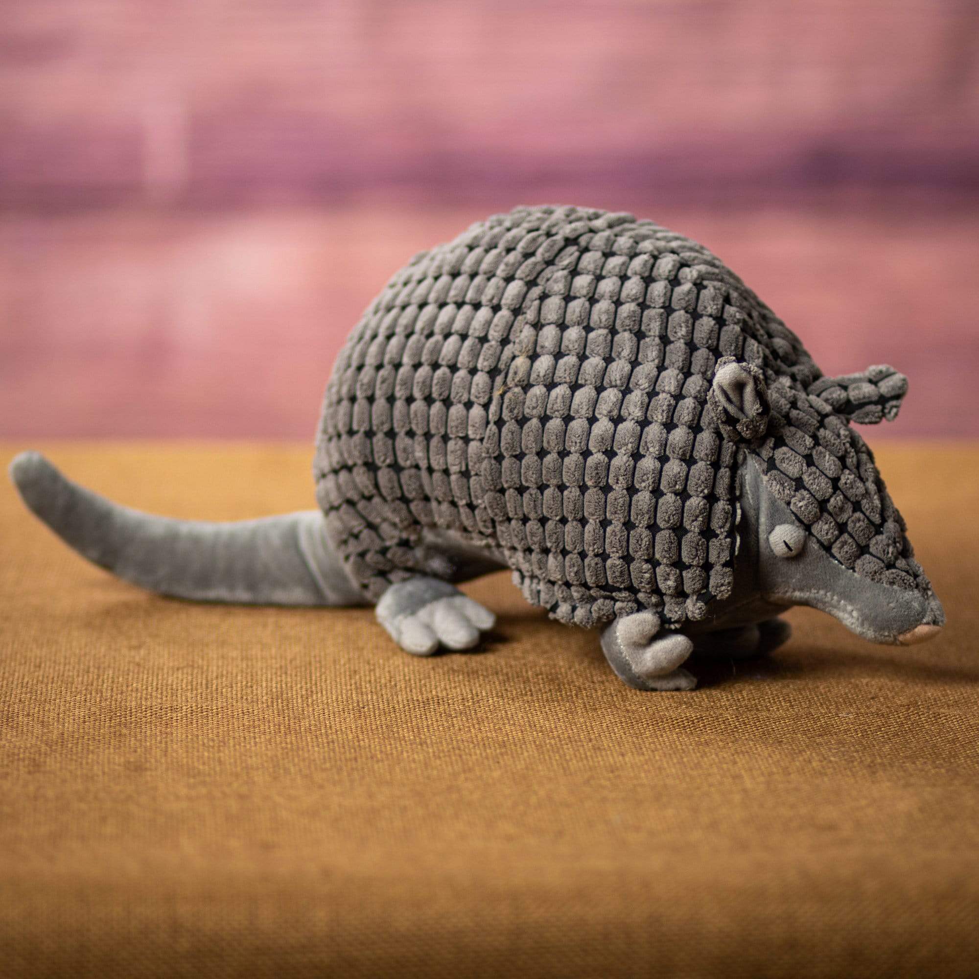 A grey armadillo that is 12 inches from head to tail