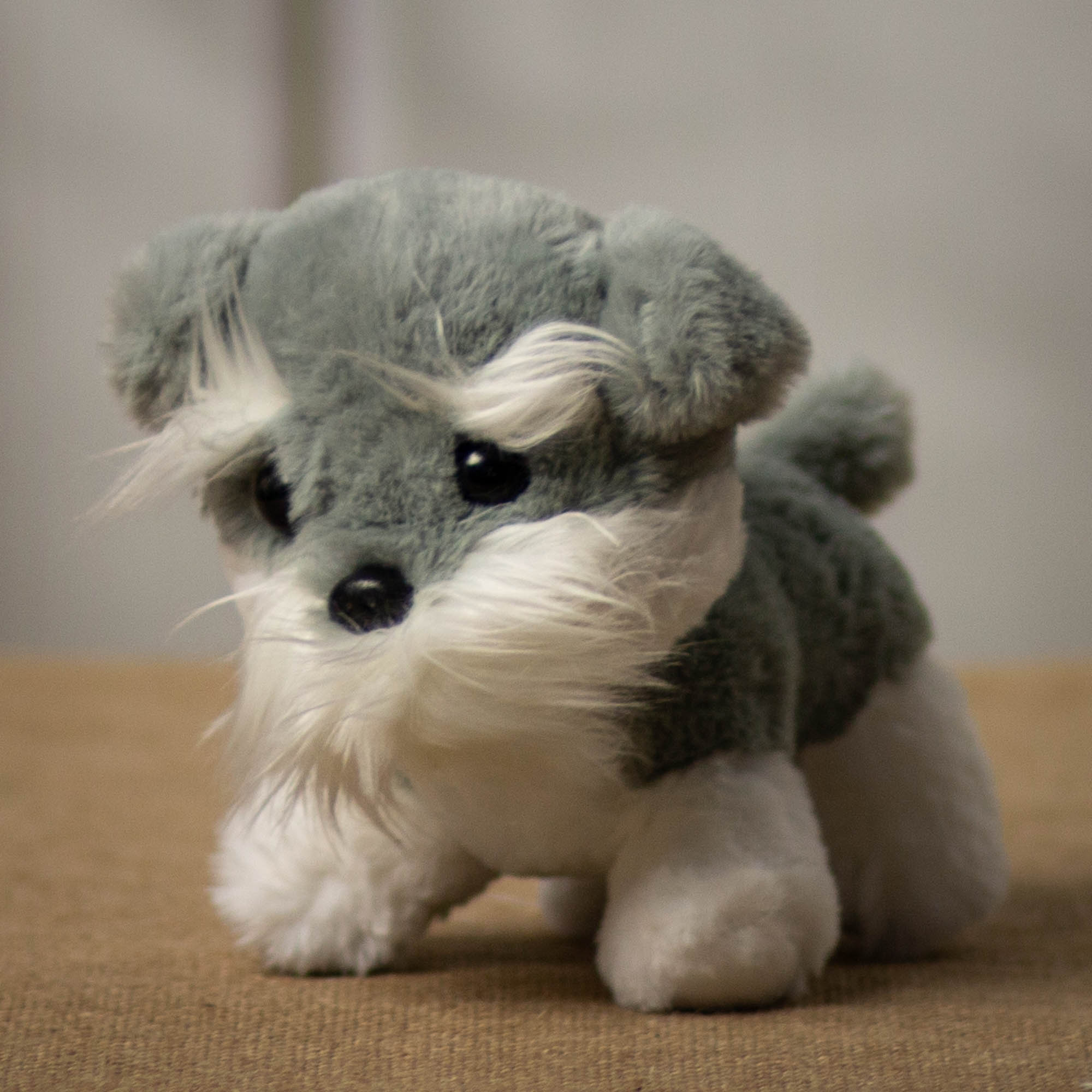 A gray & white puppy that is 7 inches tall while sitting